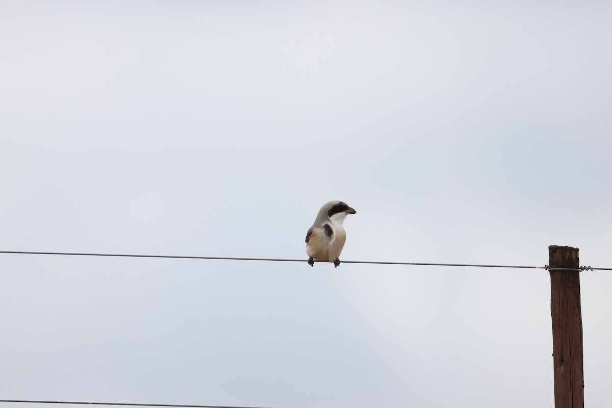 Lesser Gray Shrike - ML645249902