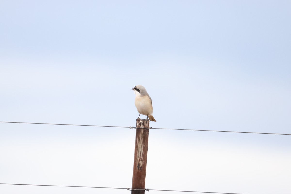 Lesser Gray Shrike - ML645249904