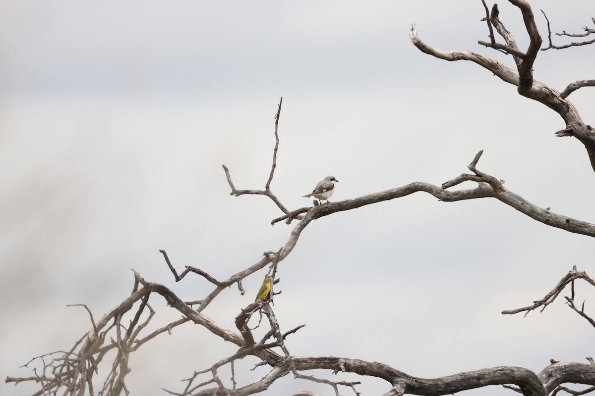 Lesser Gray Shrike - ML645249905