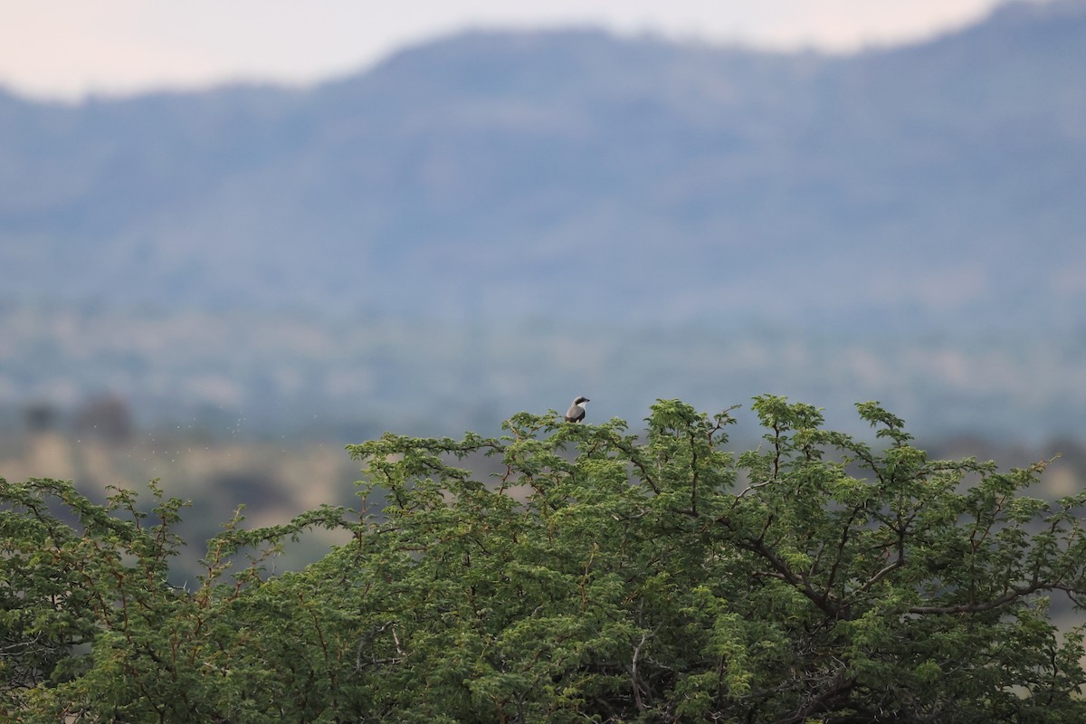 Lesser Gray Shrike - ML645249907