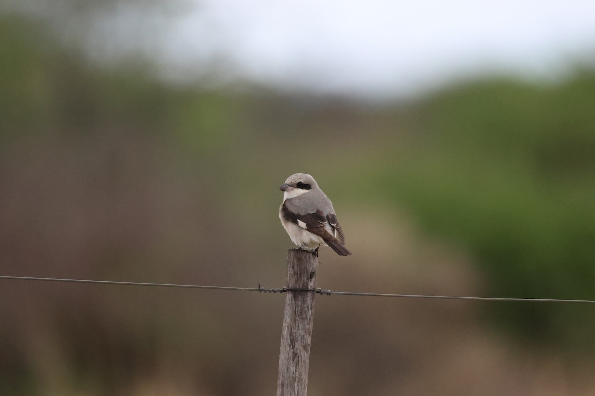 Lesser Gray Shrike - ML645249908