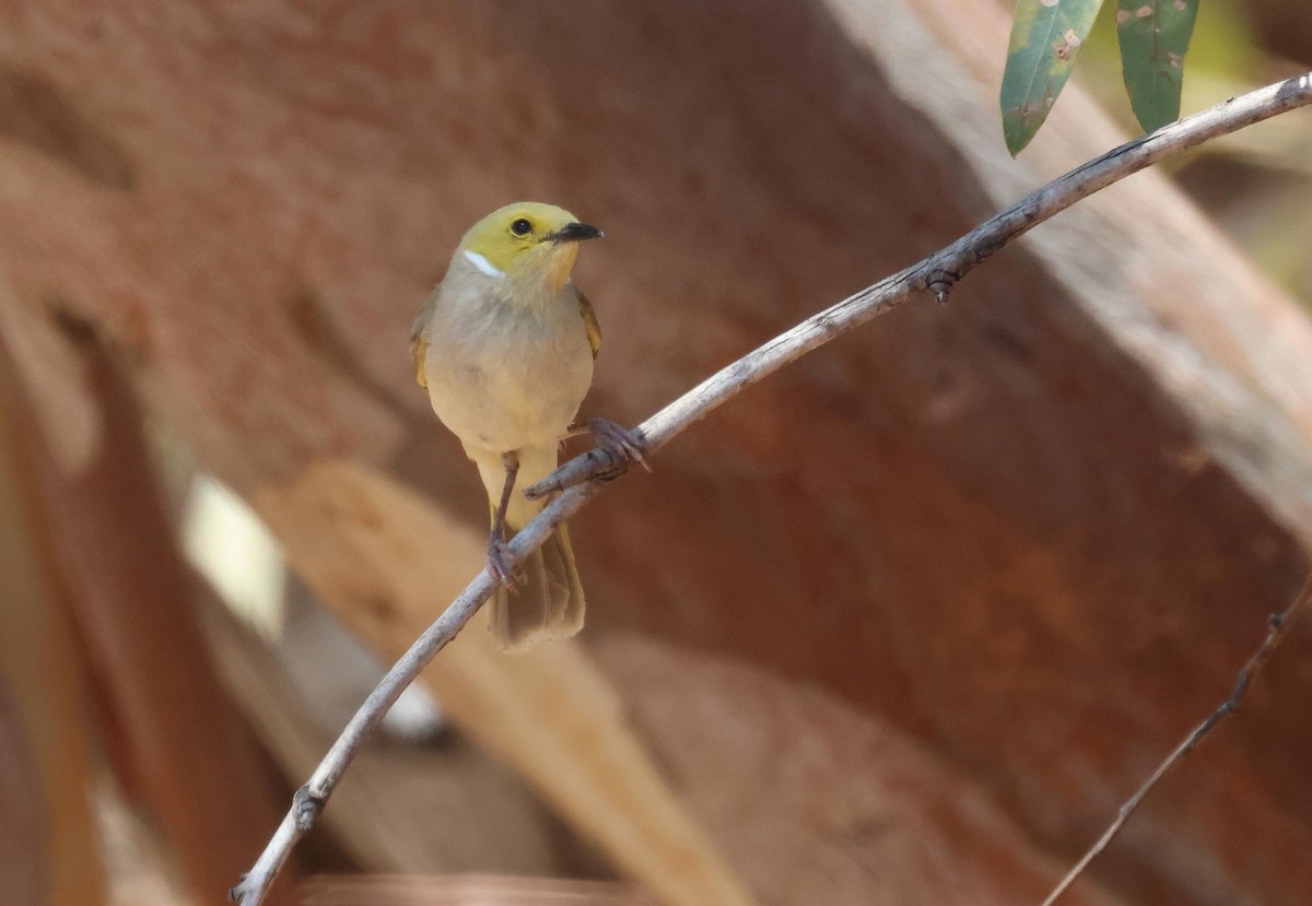 hvitsmykkehonningeter - ML645249912