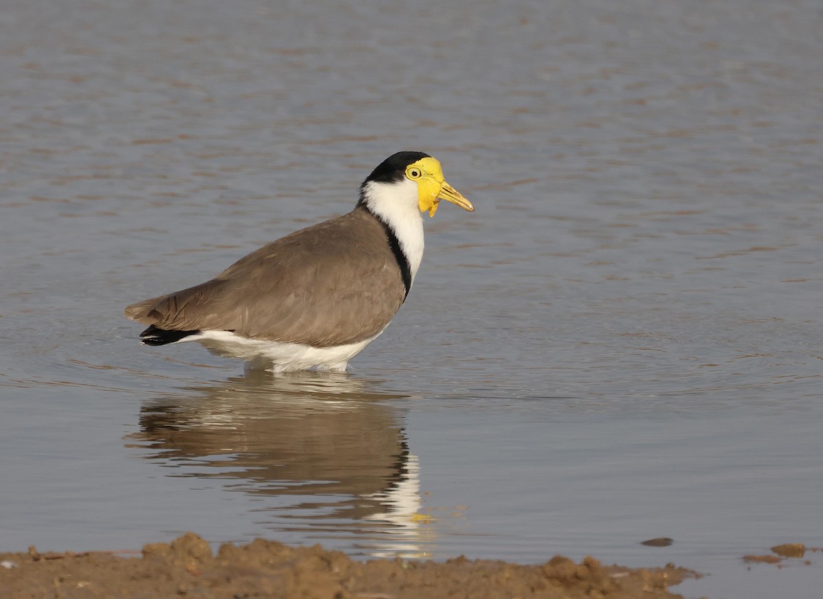 Hegabera maskaraduna - ML645249918