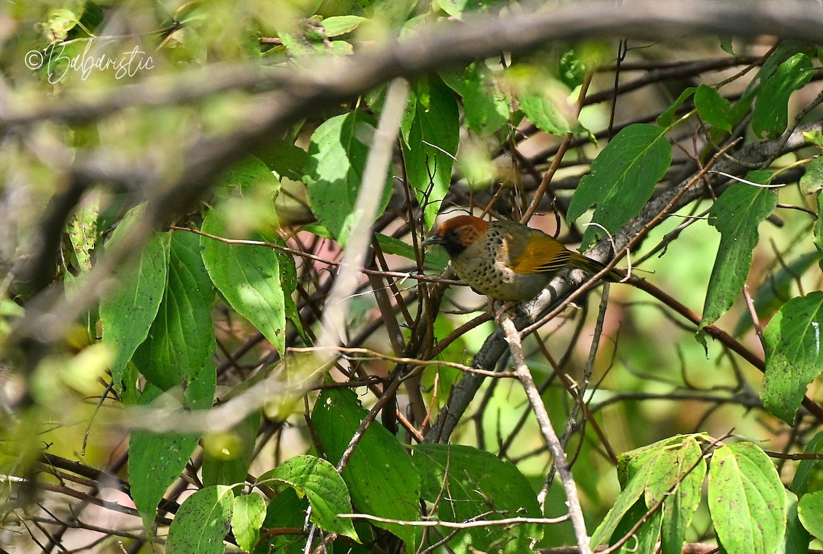 Chestnut-crowned Laughingthrush - ML645249926