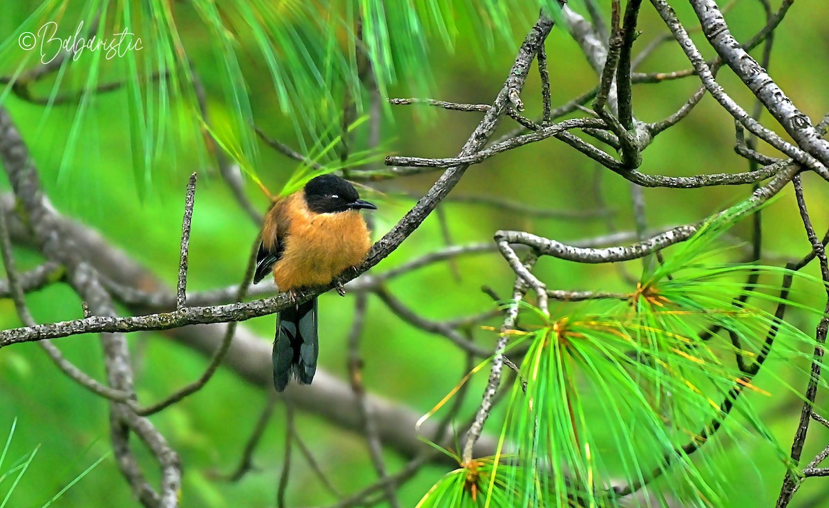 Rufous Sibia - ML645249927