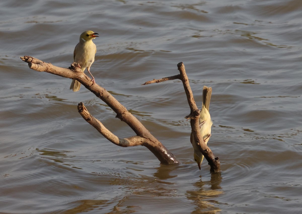 hvitsmykkehonningeter - ML645249929