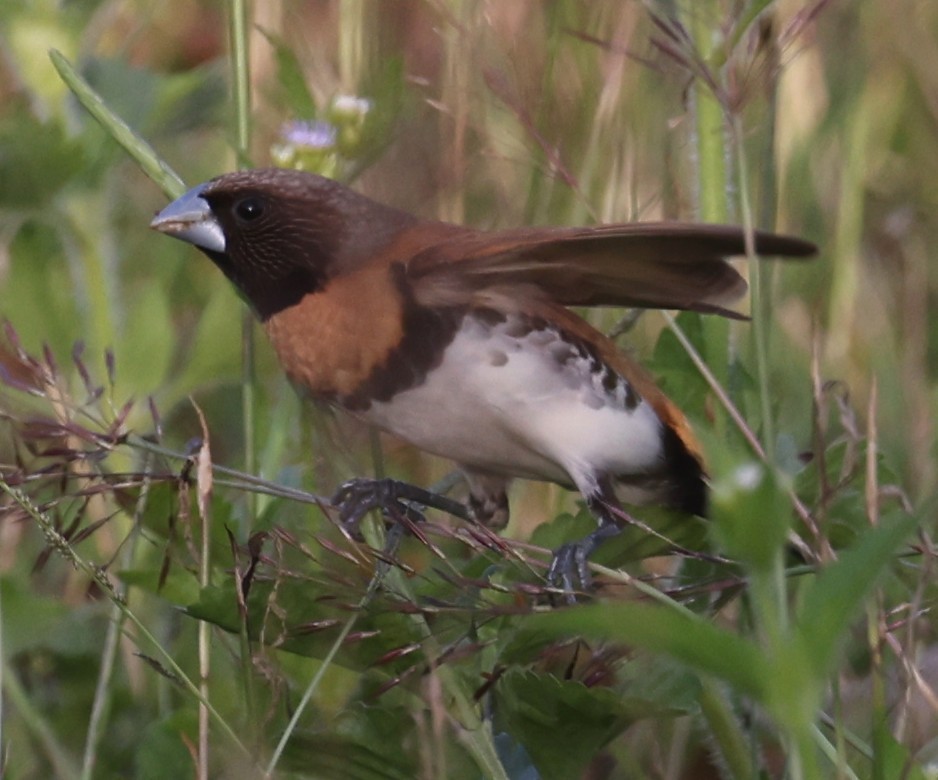 Chestnut-breasted Munia - ML645249941