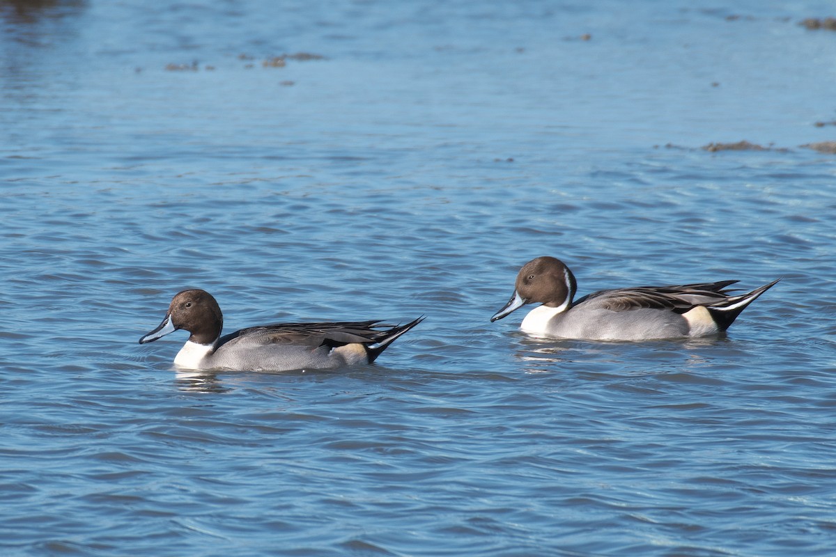Northern Pintail - ML645249944