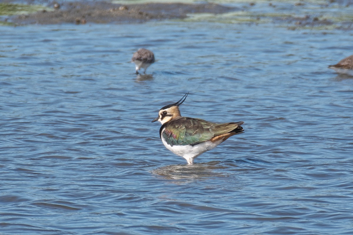 Northern Lapwing - ML645249954