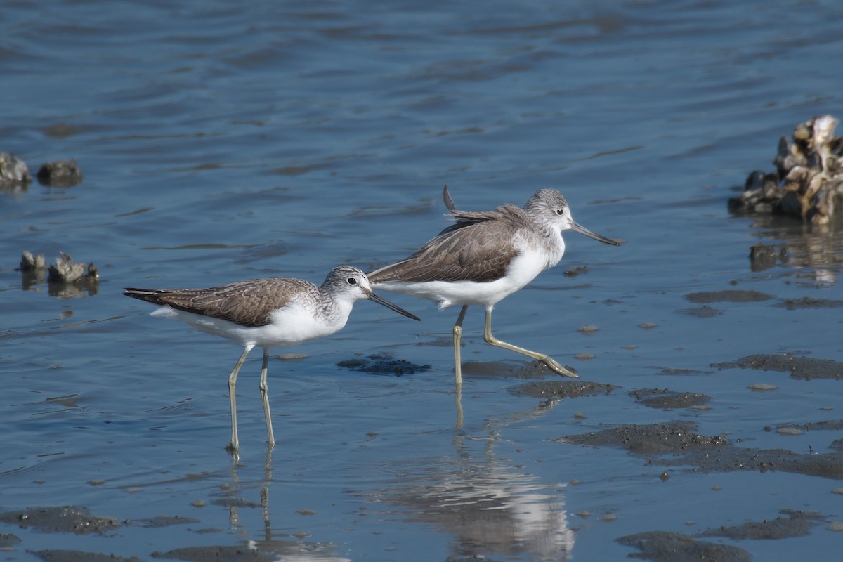 Common Greenshank - ML645249955