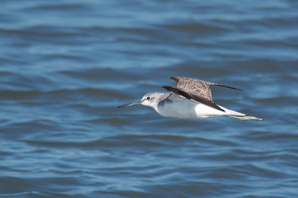 Common Greenshank - ML645249956