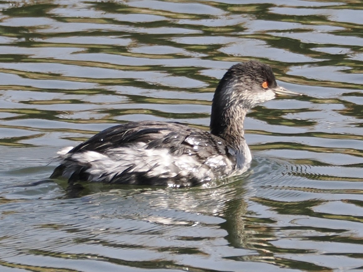 ハジロカイツブリ - ML645249957