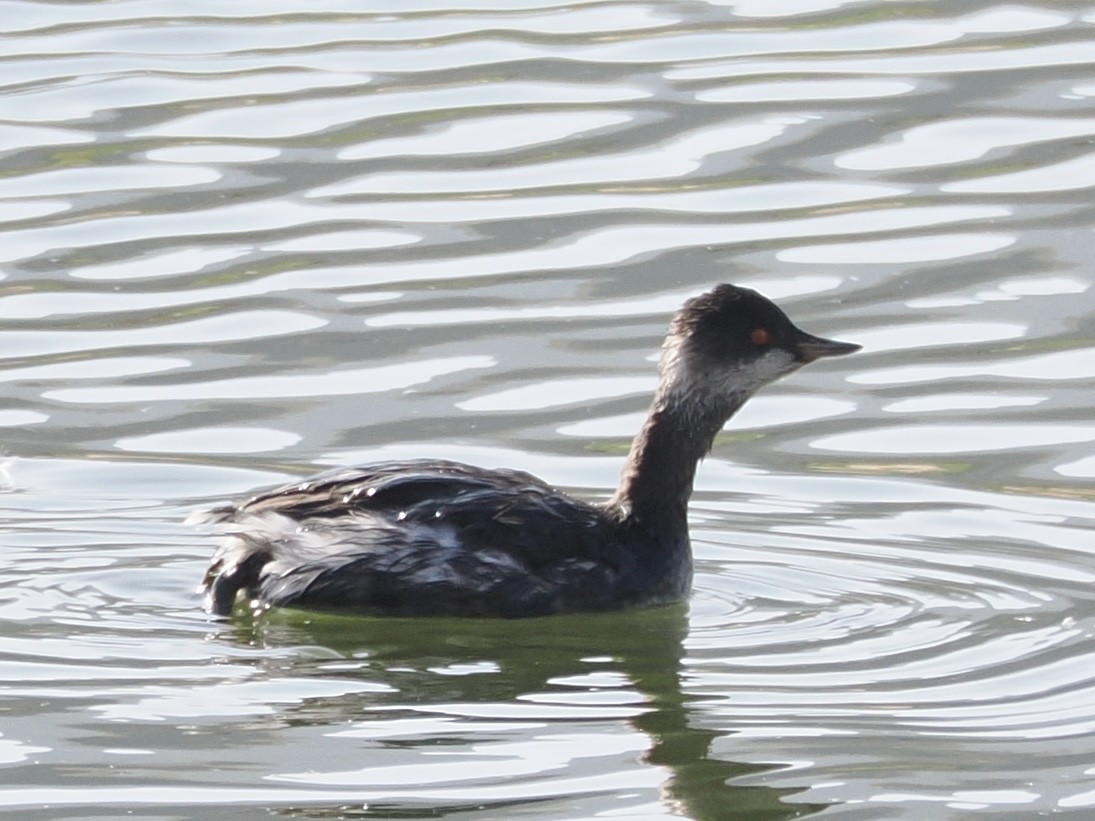 ハジロカイツブリ - ML645249958