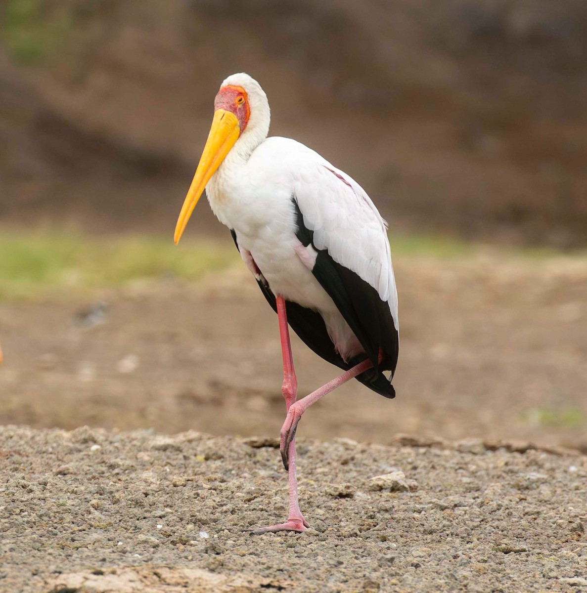 Yellow-billed Stork - ML645249962
