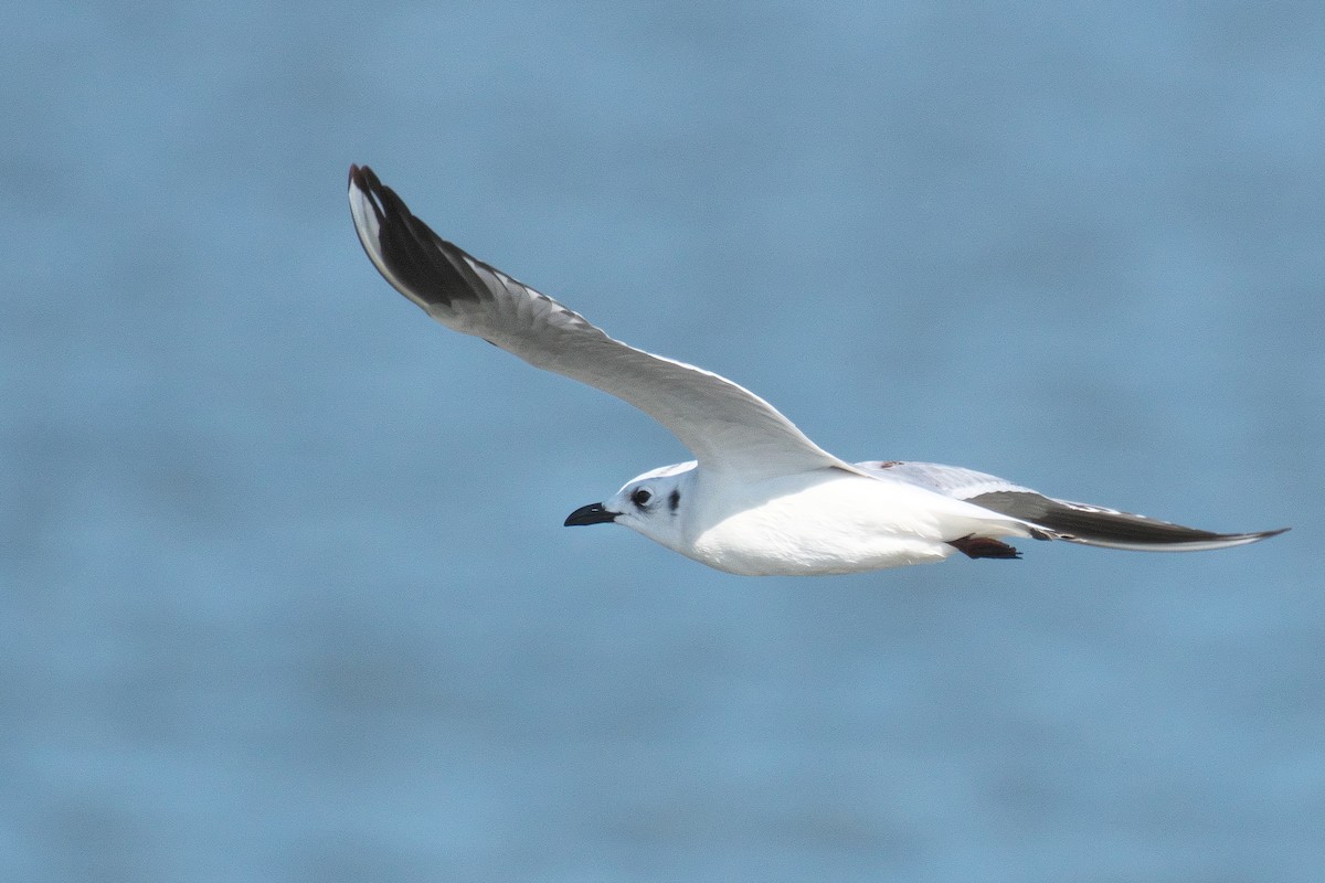 Saunders's Gull - ML645249963