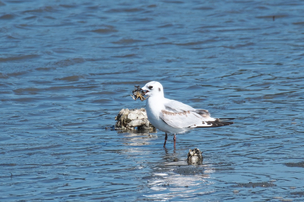 Saunders's Gull - ML645249964