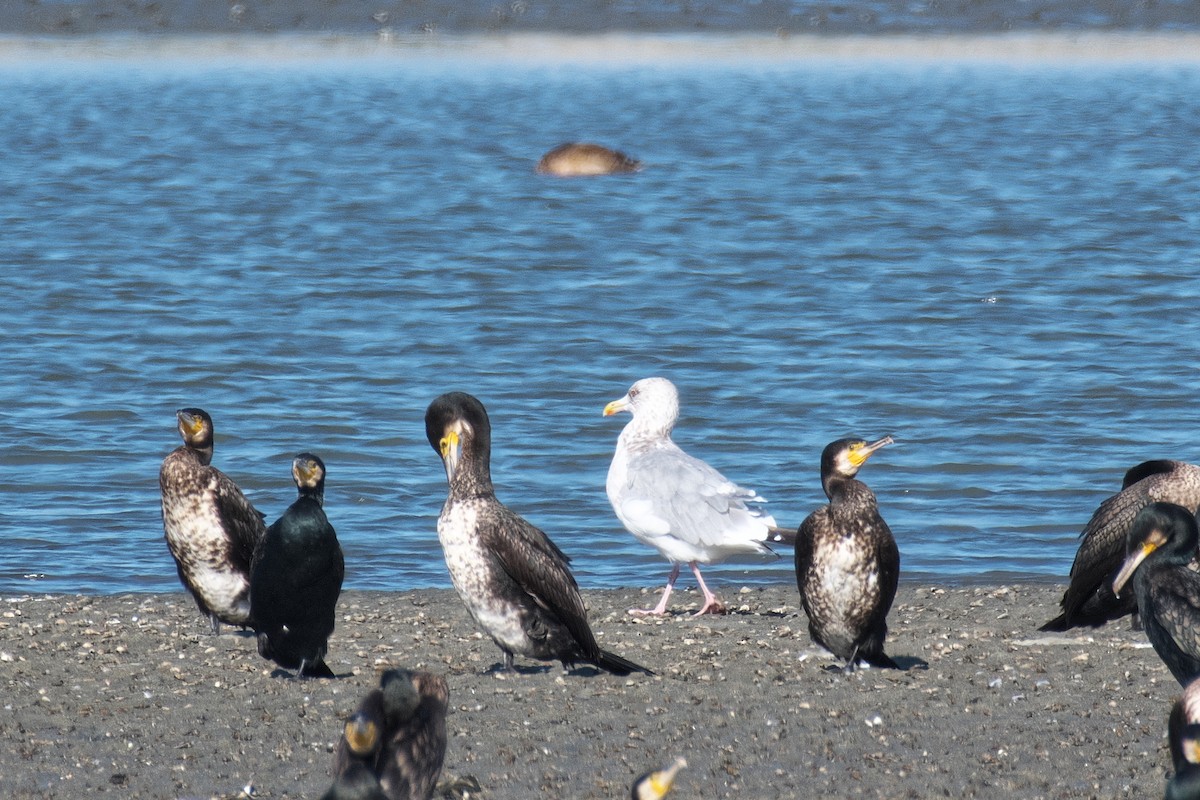 Vega Gull - ML645249965