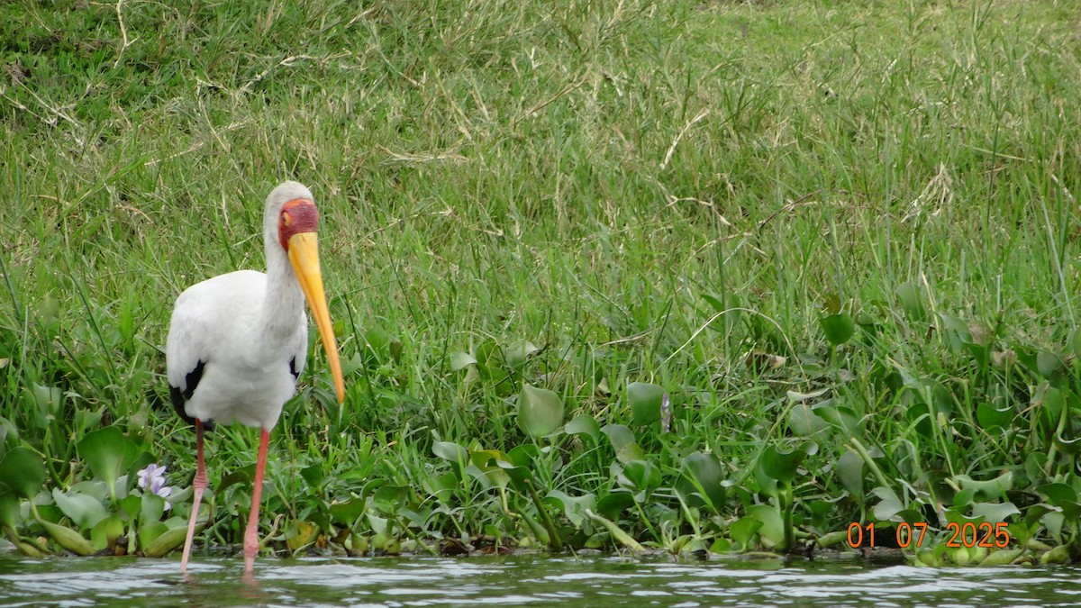 Yellow-billed Stork - ML645249971