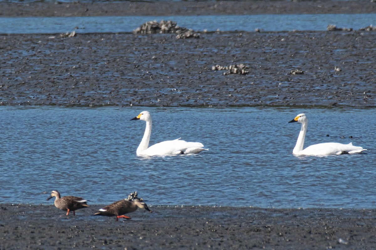 Tundra Swan - ML645249980