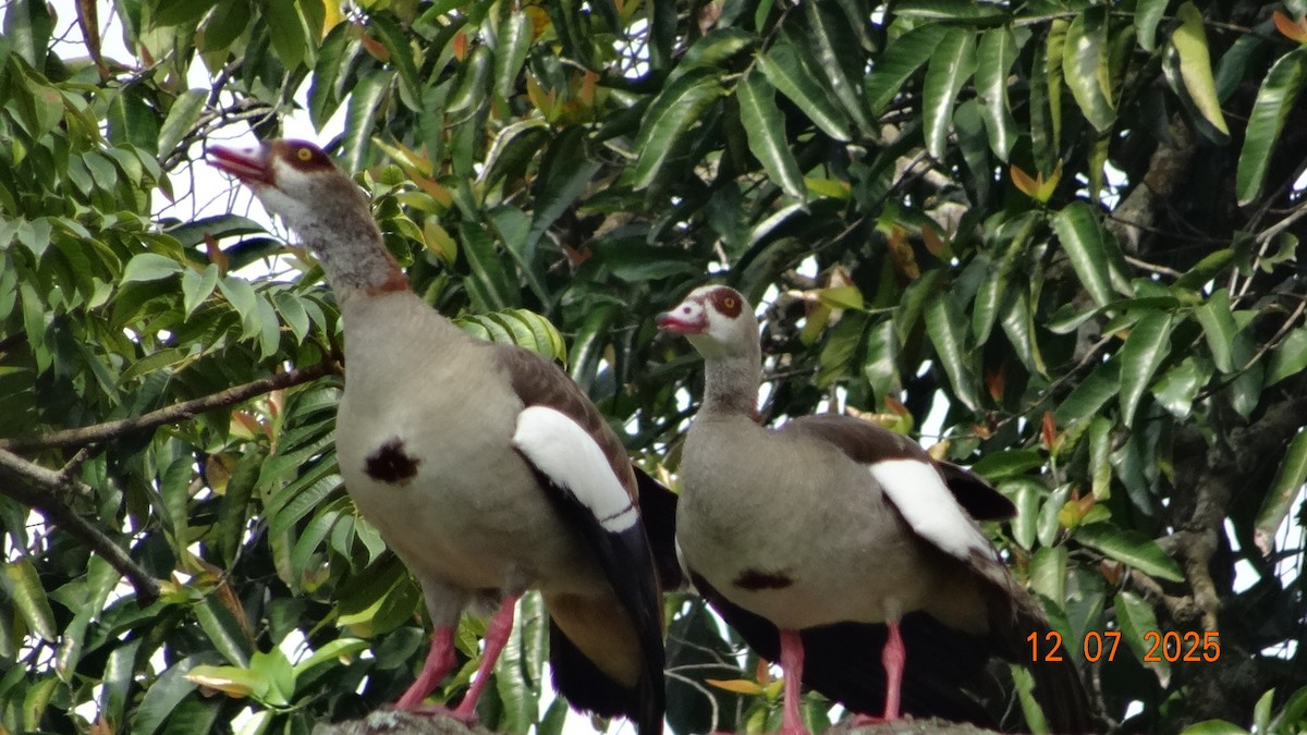 Egyptian Goose - ML645249995