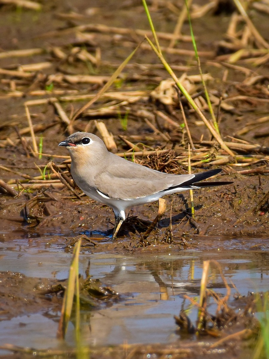 Small Pratincole - ML645249996
