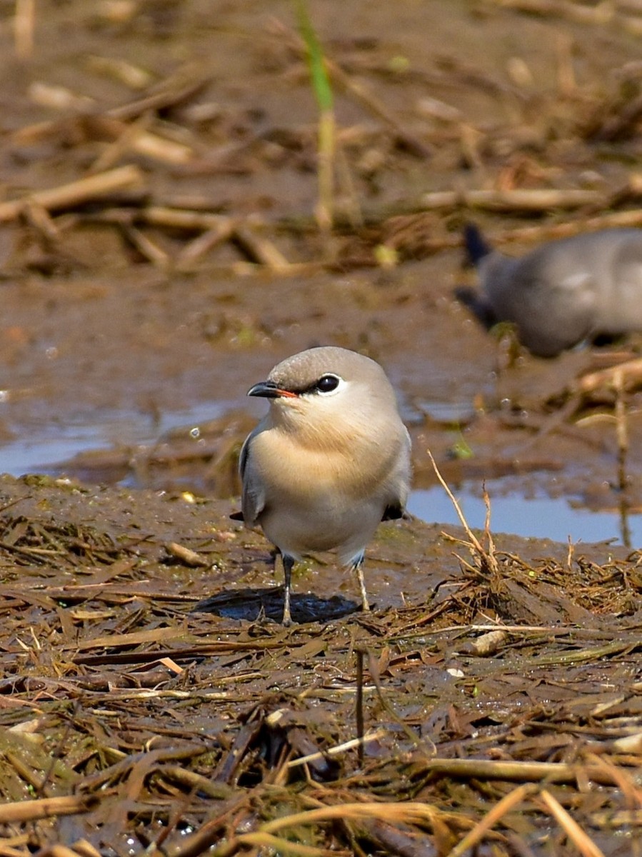 Small Pratincole - ML645249999