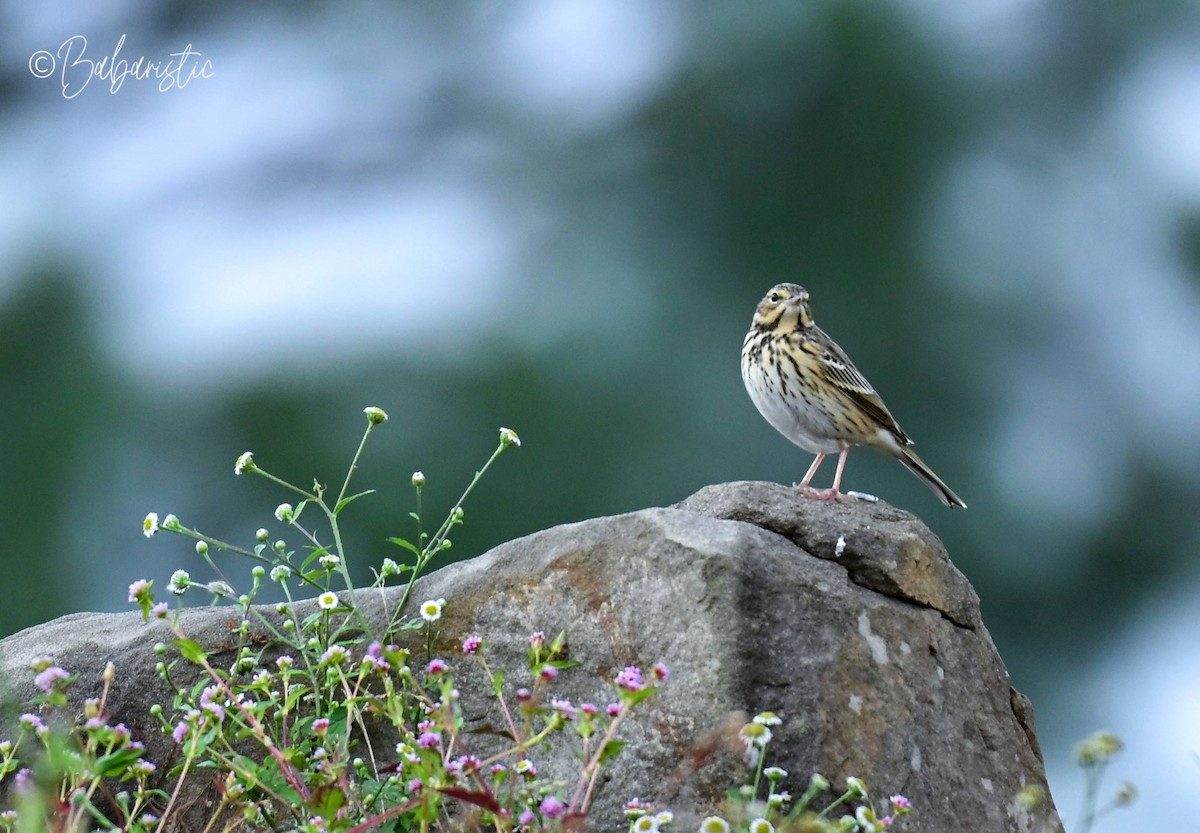 Tree Pipit - ML645250002