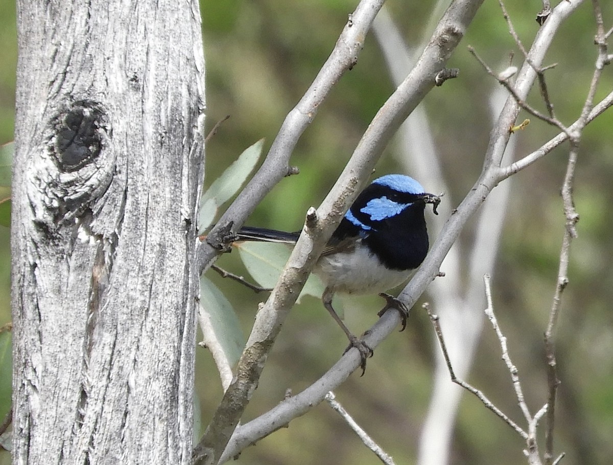 modropláštník nádherný - ML645250006