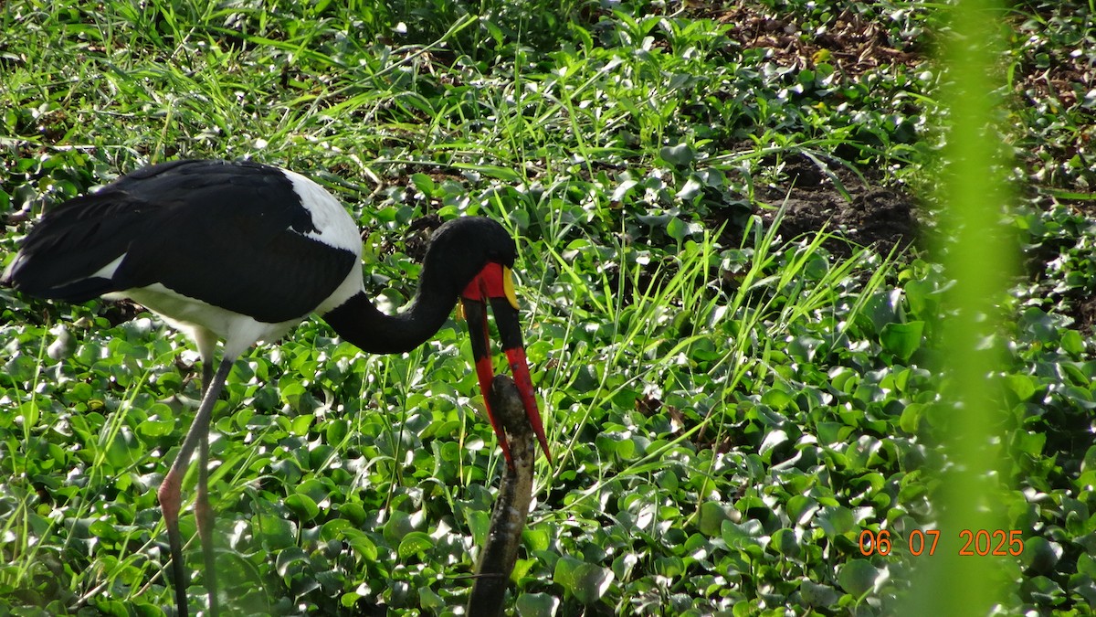 Saddle-billed Stork - ML645250011