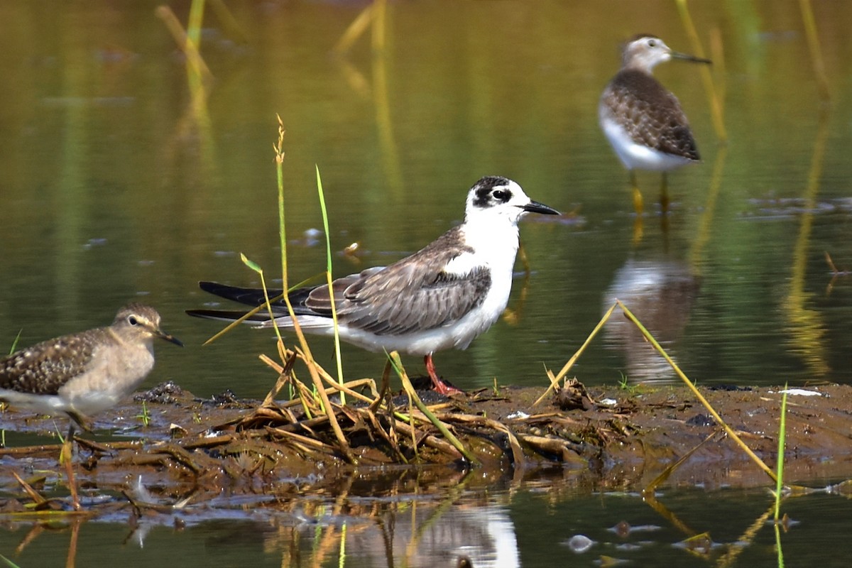White-winged Tern - ML645250015