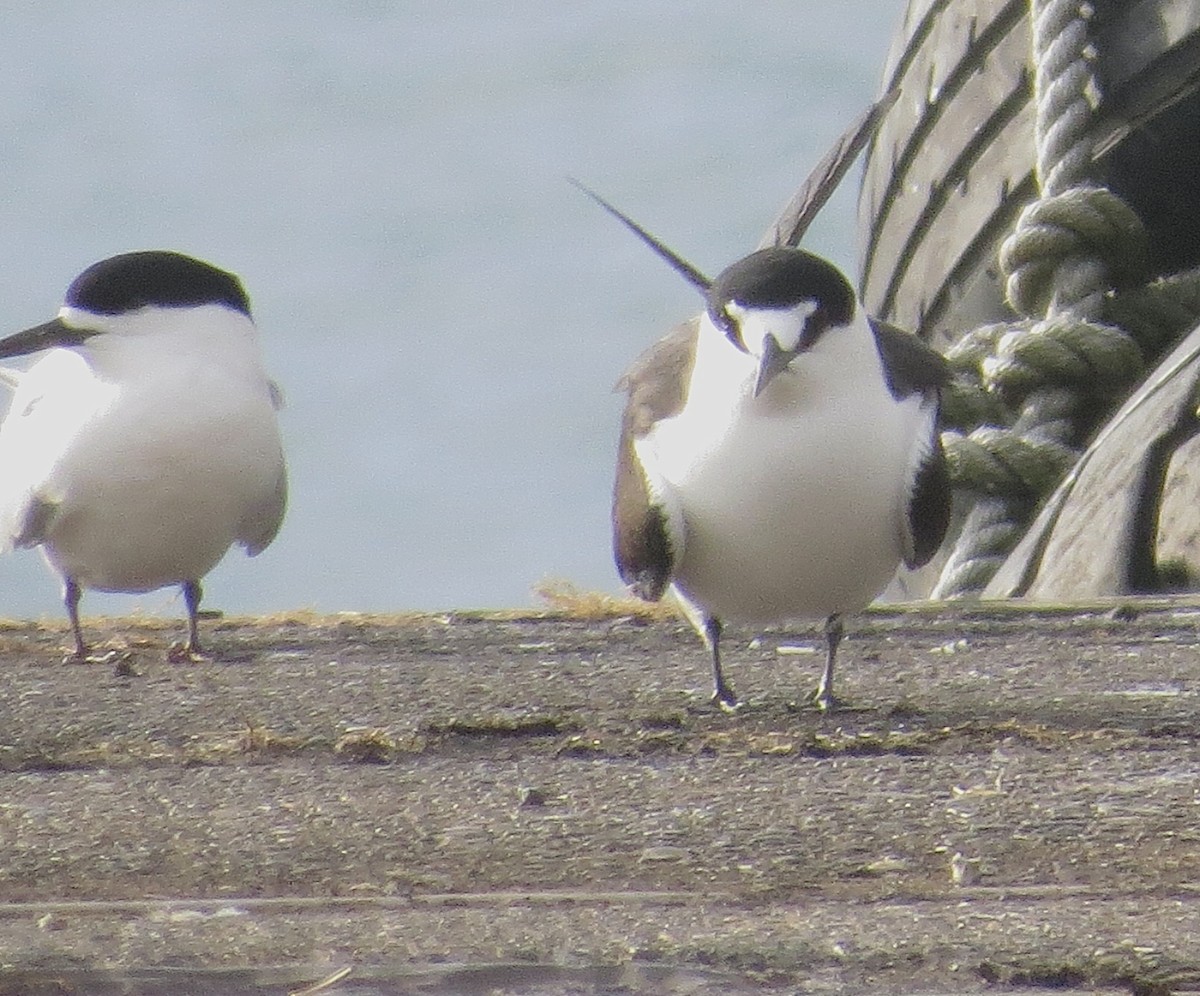 Sooty Tern - ML645250016
