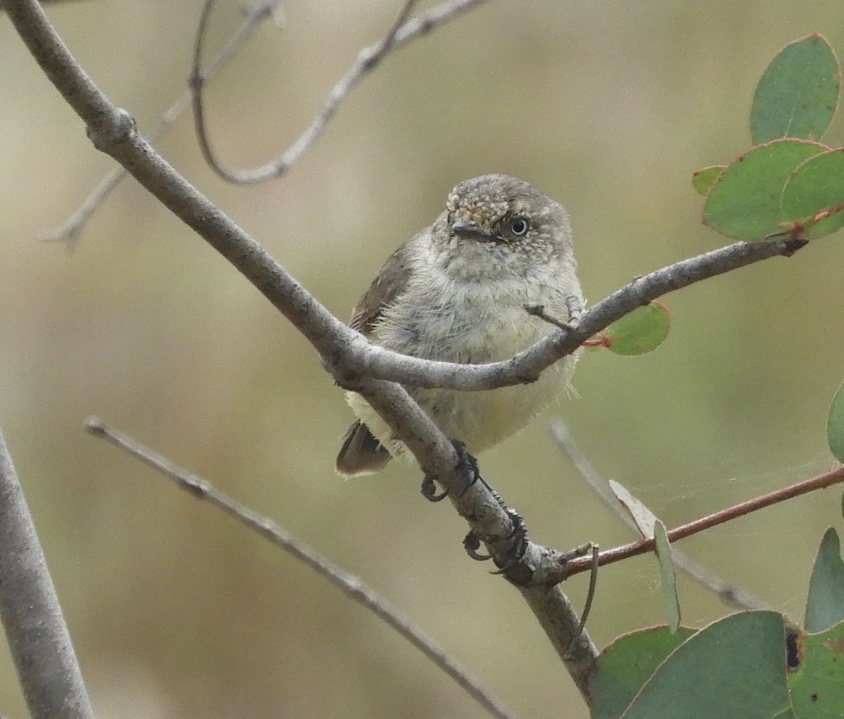 Buff-rumped Thornbill - ML645250017