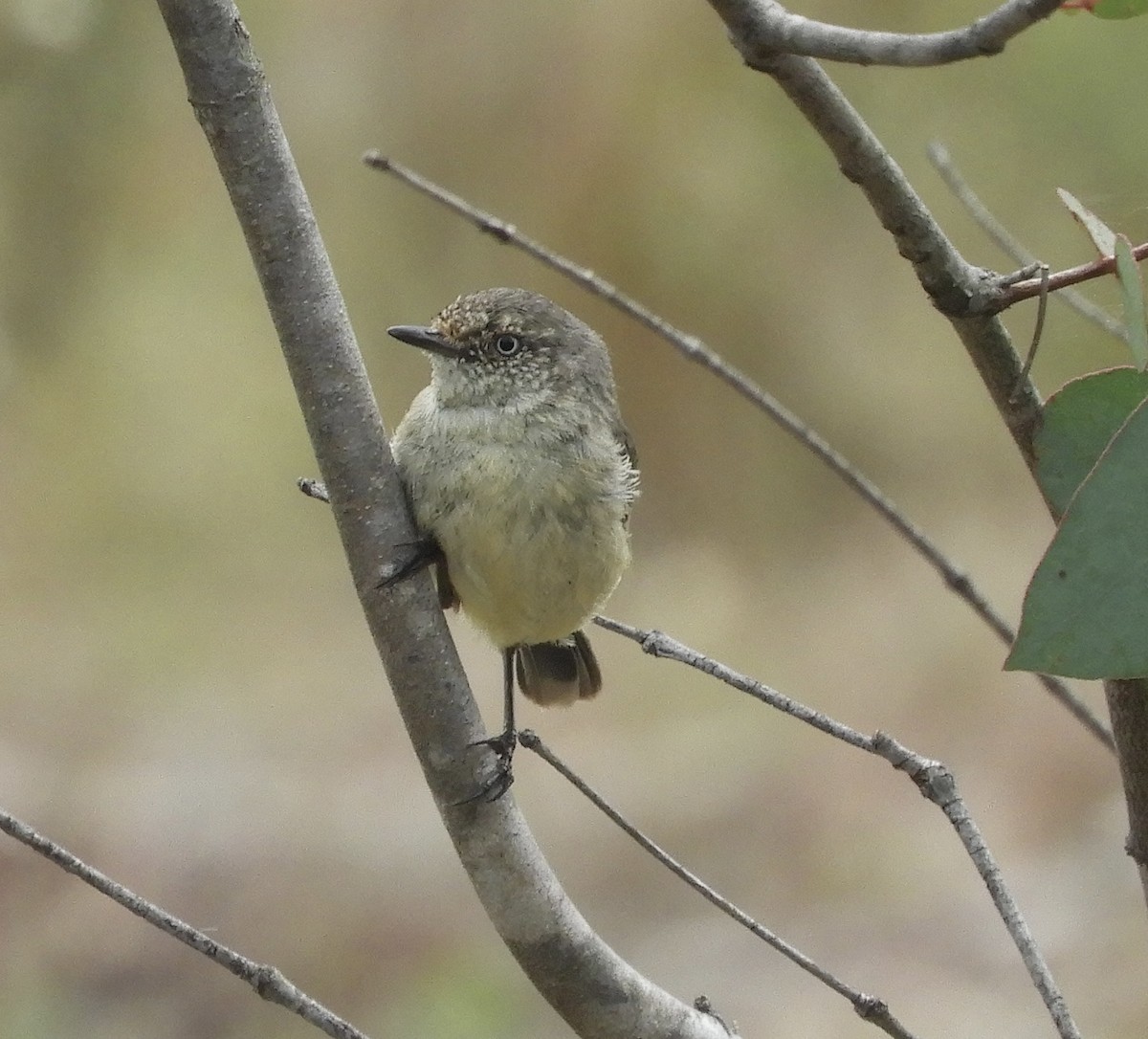 Buff-rumped Thornbill - ML645250018