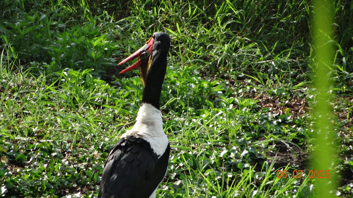 Saddle-billed Stork - ML645250027