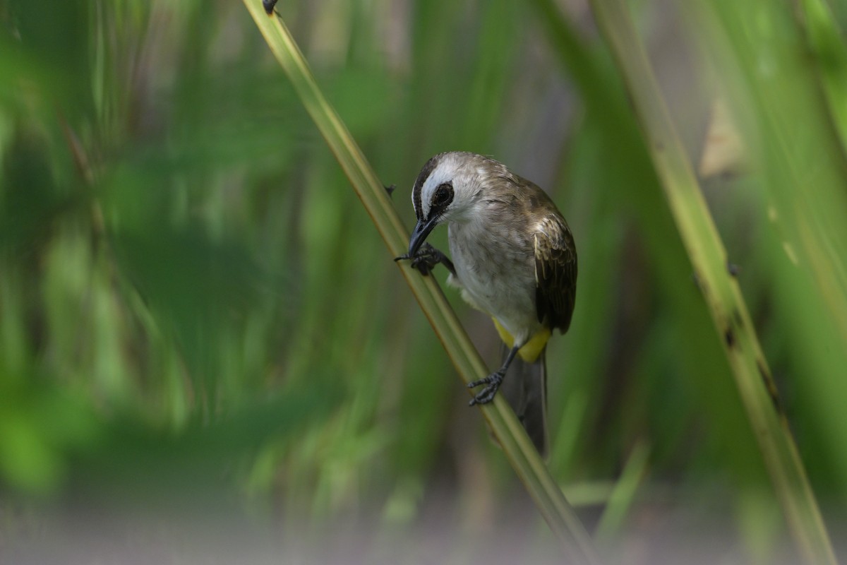 Yellow-vented Bulbul - ML645250032
