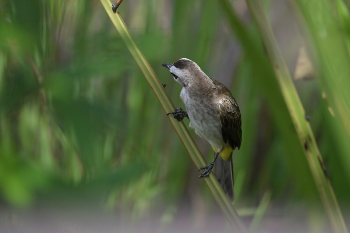 Yellow-vented Bulbul - ML645250033