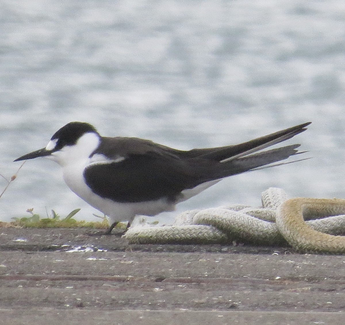 Sooty Tern - ML645250035