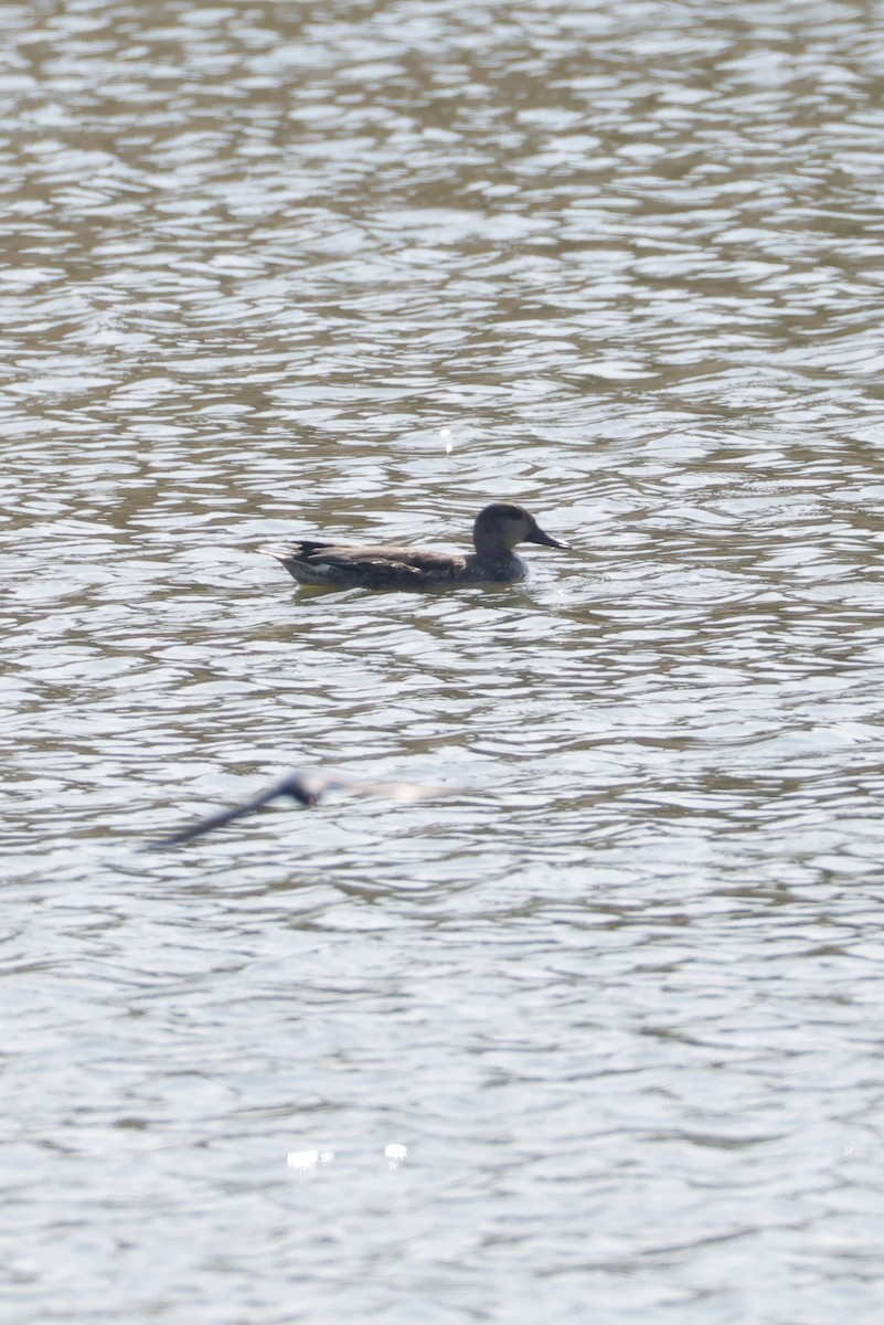 ヨシガモ - ML645250039