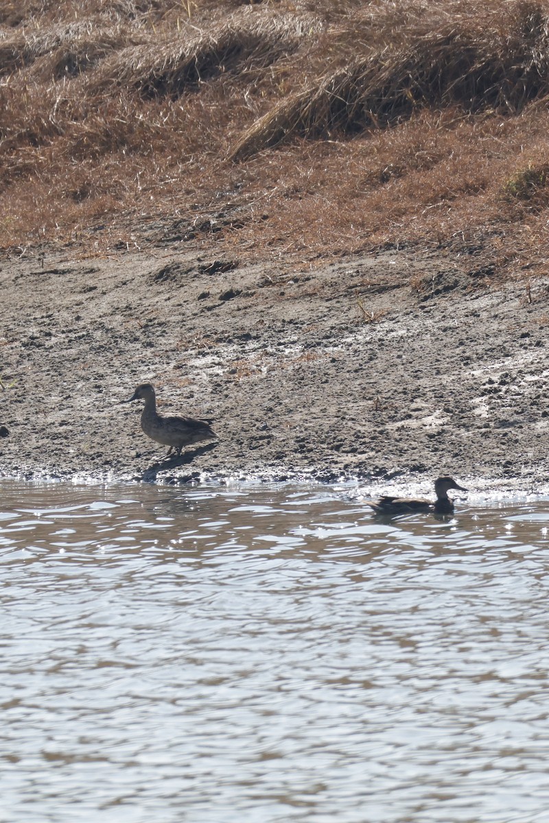 ヨシガモ - ML645250040