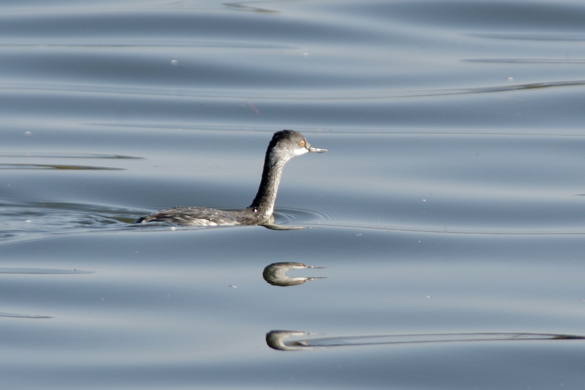 ハジロカイツブリ - ML645250046