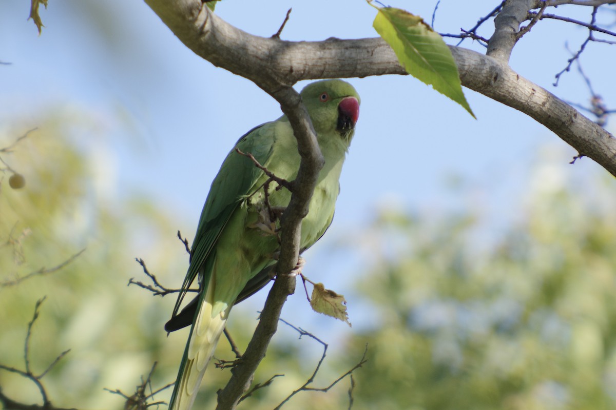 Rose-ringed Parakeet - ML645250048