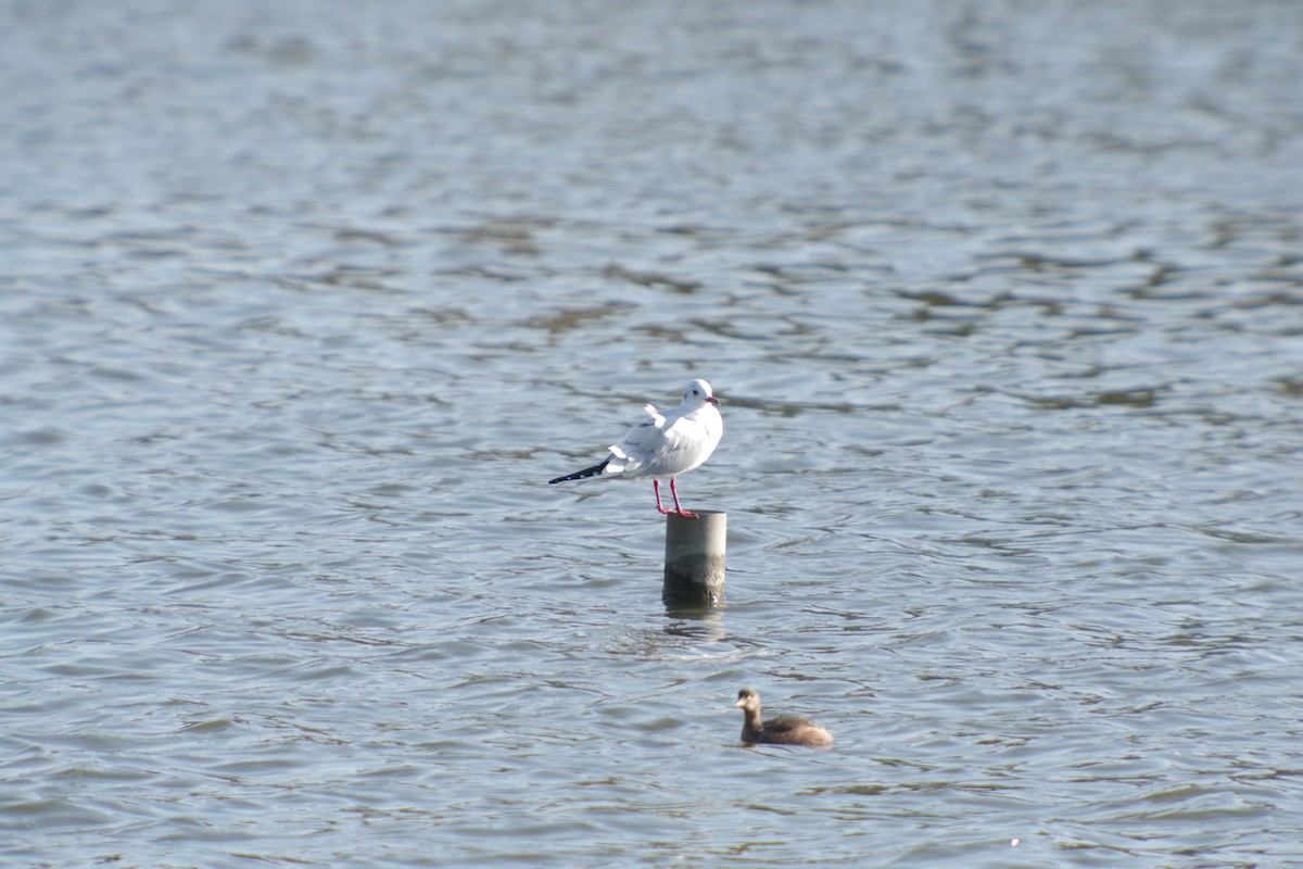 Black-headed Gull - ML645250052