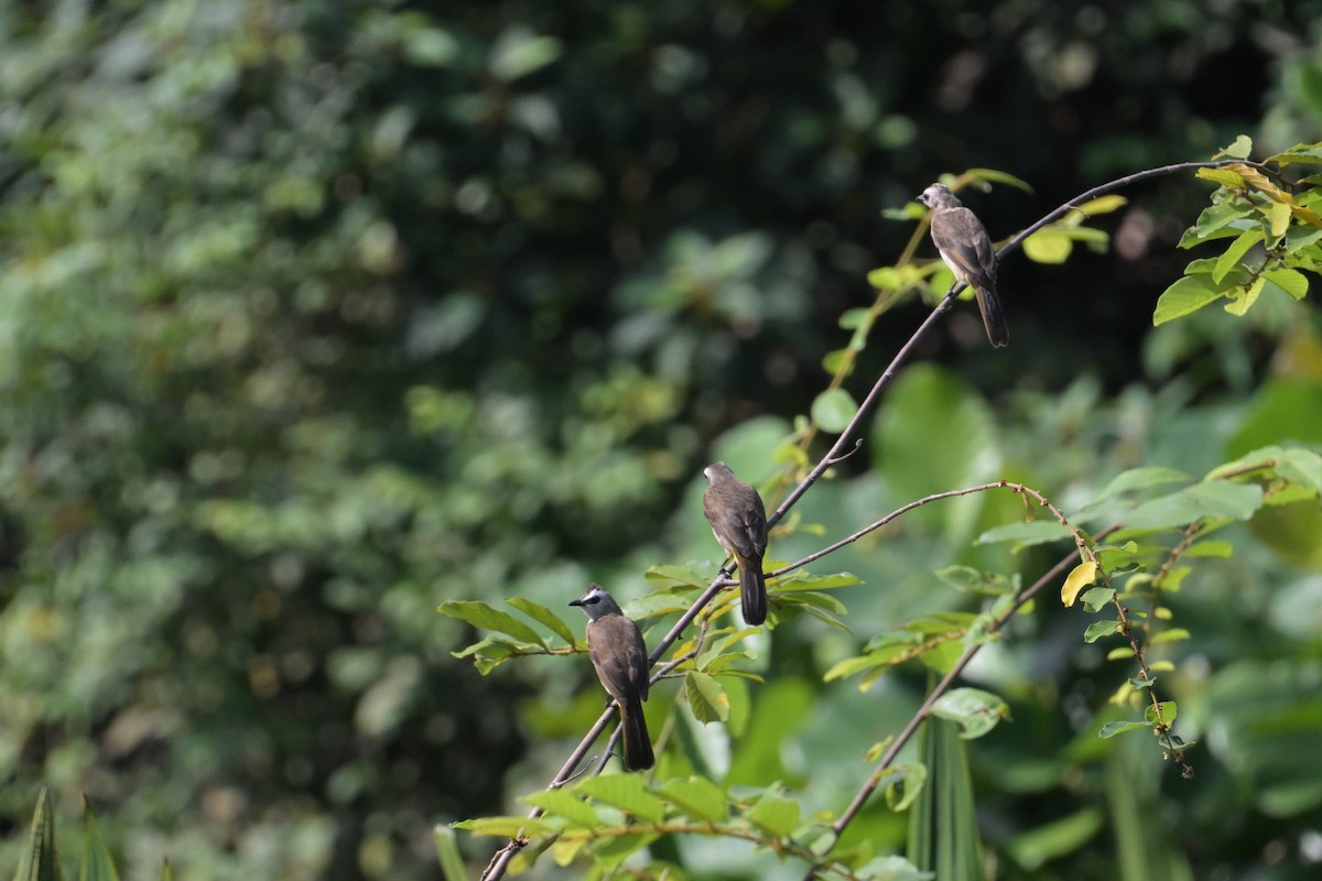 Yellow-vented Bulbul - ML645250067