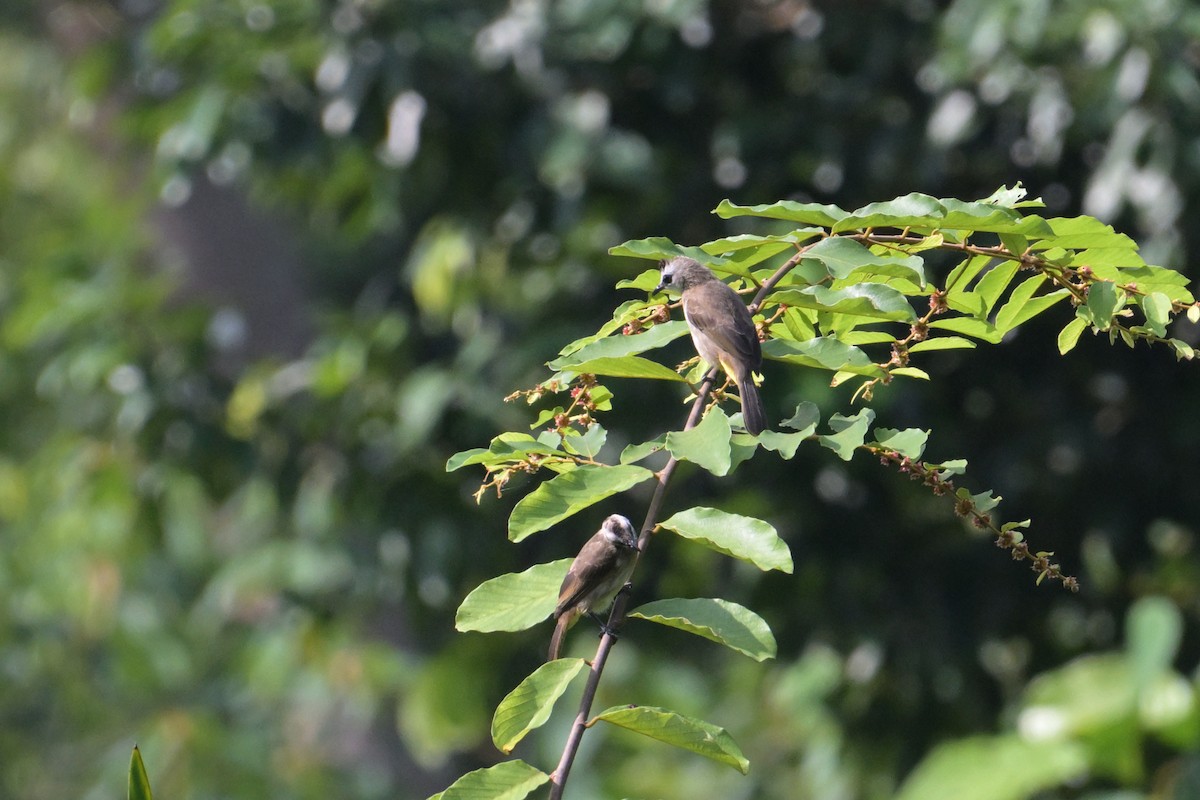 Yellow-vented Bulbul - ML645250068