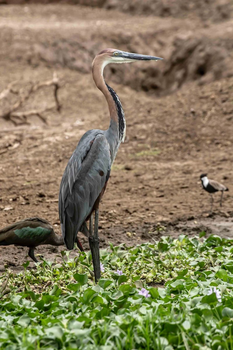 Goliath Heron - ML645250072