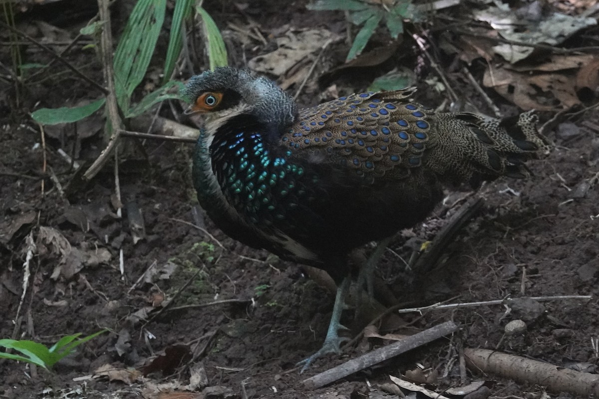 Bornean Peacock-Pheasant - ML645250079
