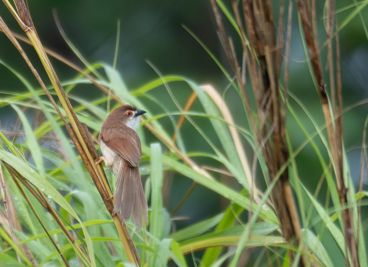 Yellow-eyed Babbler - ML645250089