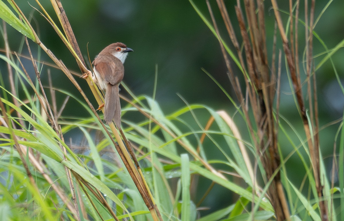 Yellow-eyed Babbler - ML645250090
