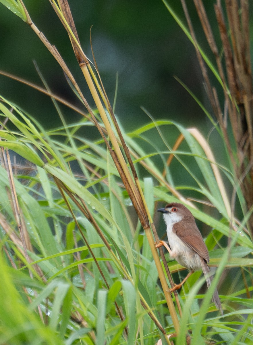 Yellow-eyed Babbler - ML645250091