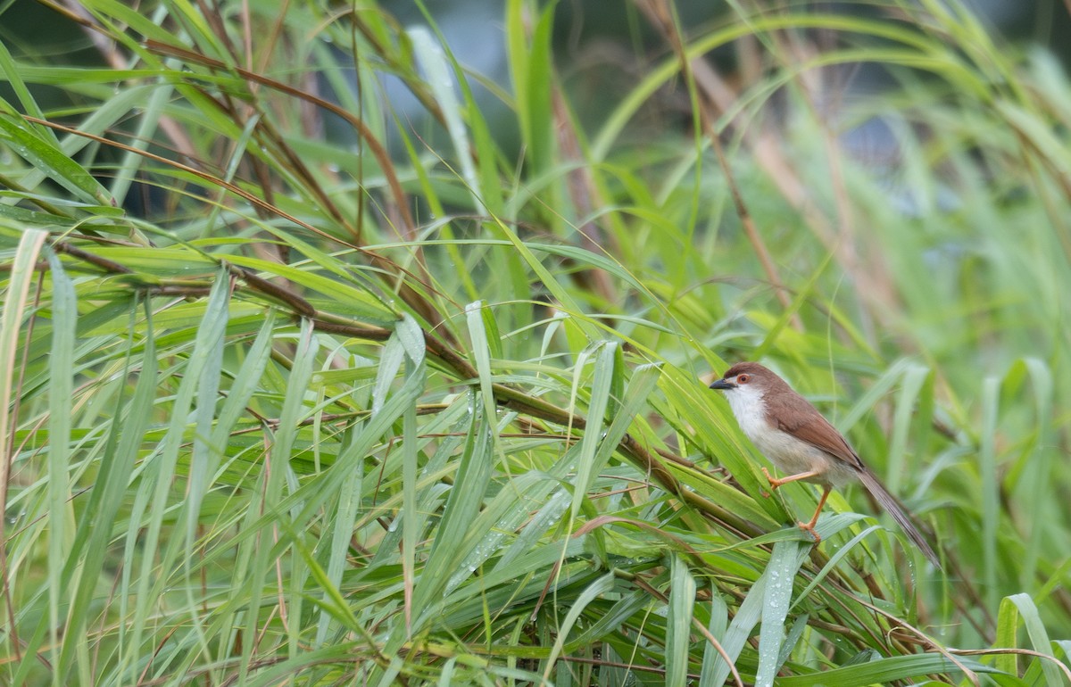 Yellow-eyed Babbler - ML645250092